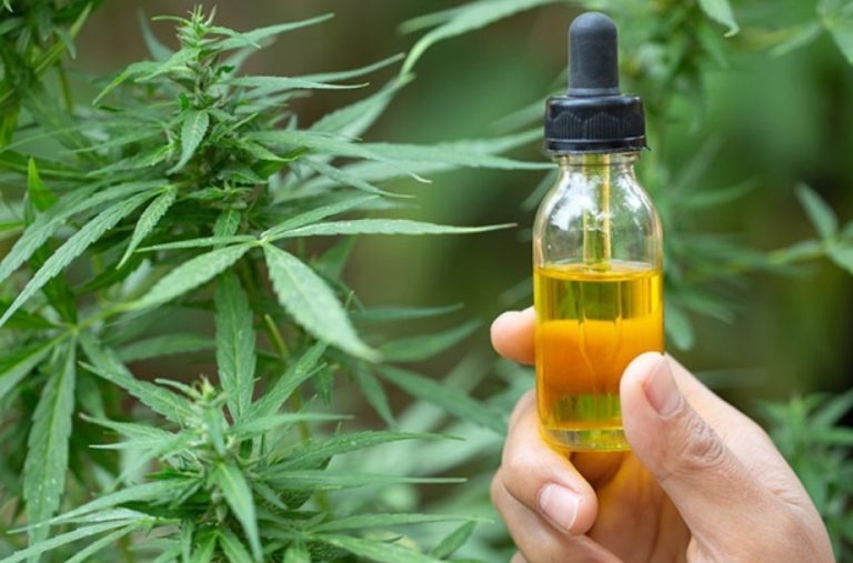 A e kuron kanabisi kancerin? Çfarë zbuloi studimi i fundit shkencor