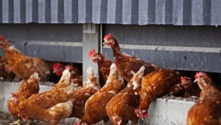 Sekuestrohen 66 pula dhe kafshë në Poduejvë, dyshohet se ishin kontrabanduar nga Serbia