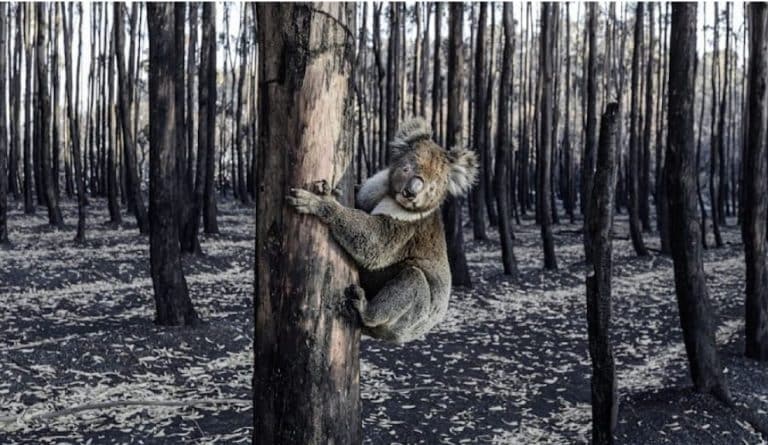 Aksion me të shtëna, Australia vret 700 koala