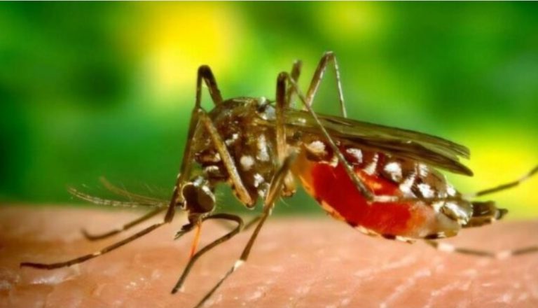 Virusi Chikungunya, IKSHPK: Kemi siguruar teste diagnostikuese