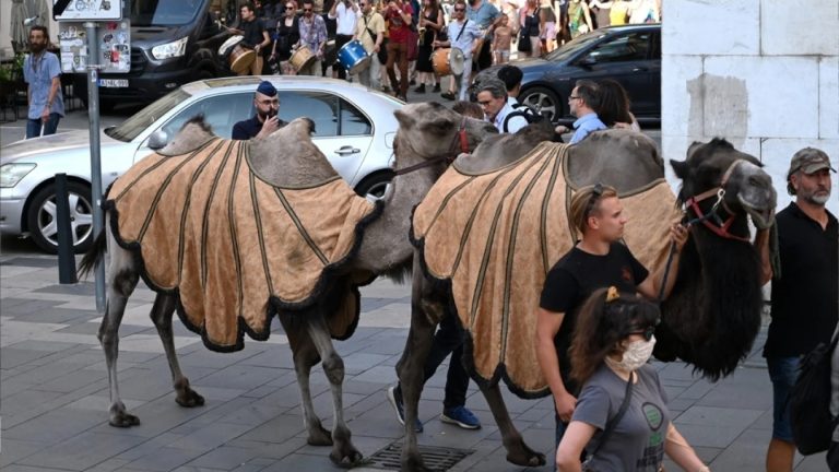 E pazakontë: Karvani i deveve vë në lëvizje protestën në Budapest