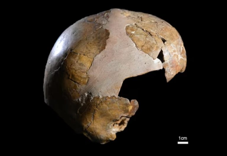 Harrojeni çfarë dinit për evolucionin: Kjo kafkë fëmije zbulon sekretin e përbashkët të njeriut dhe Neandertalëve