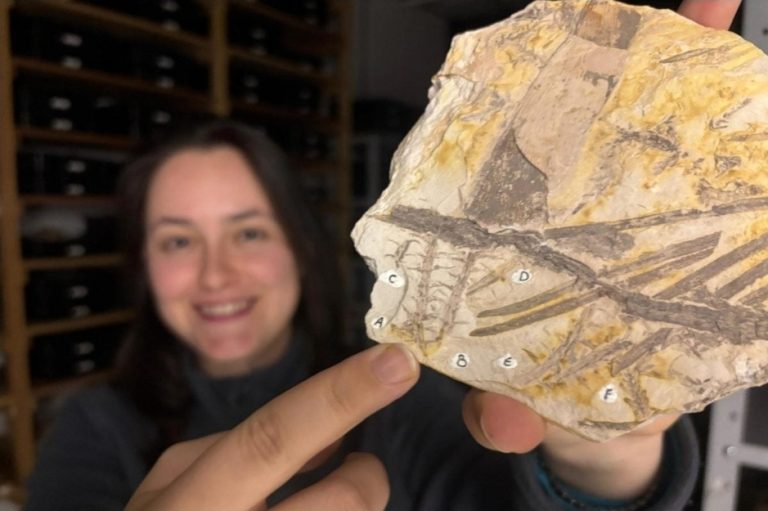 Zbulim shkencor: Fosili 296-milionë-vjeçar zbulon misterin e evolucionit të bimëve