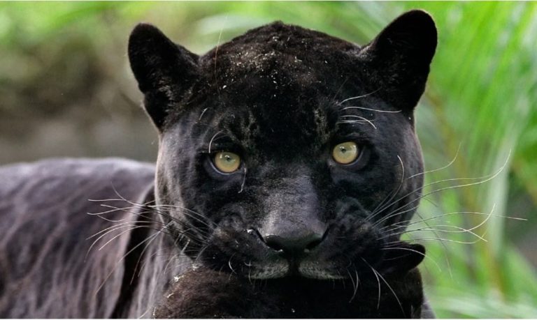 Saga e panterës së zezë në Bullgari vazhdon, një kafshë misterioze filmohet në fshat