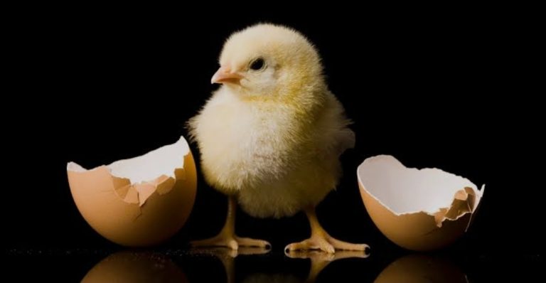 Pula apo Veza? Misteri i Shekullit u Zgjidh, dhe përgjigja është befasuese!