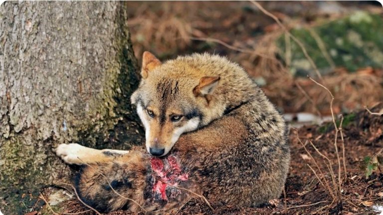 Si kafshët e egra shërojnë plagët dhe çfarë fsheh natyra që mjekësia po përpiqet ta kuptojë
