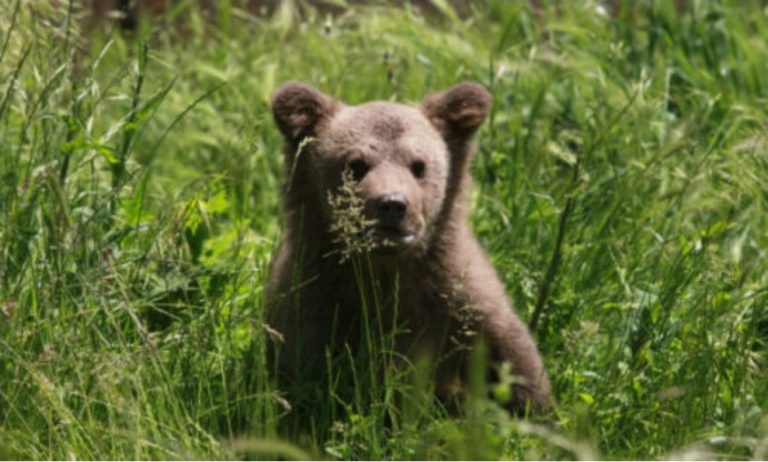 Një vajzë sulmohet nga ariu në Mamushë – VIDEO