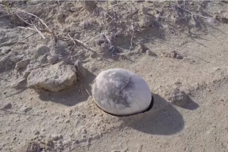 Në gjendje perfekte, paleontologët gjejnë vezën 70 milionë vjeçare të dinosaurit (Foto)