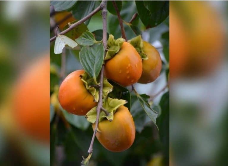 Pse duhet t’i konsumoni sa më shpesh hurmat