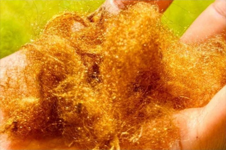 Shkencëtarët ringjallin mëndafshin legjendar të artë të detit