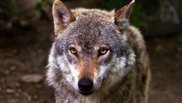 FOTO/ Banorët e Drashovicës vrasin me armë ujkun, kishte rënë në lavatriçe zhavorri