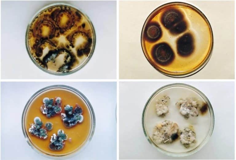 Kërpudha misterioze e zezë nga Çernobili që mund të hajë rrezatim