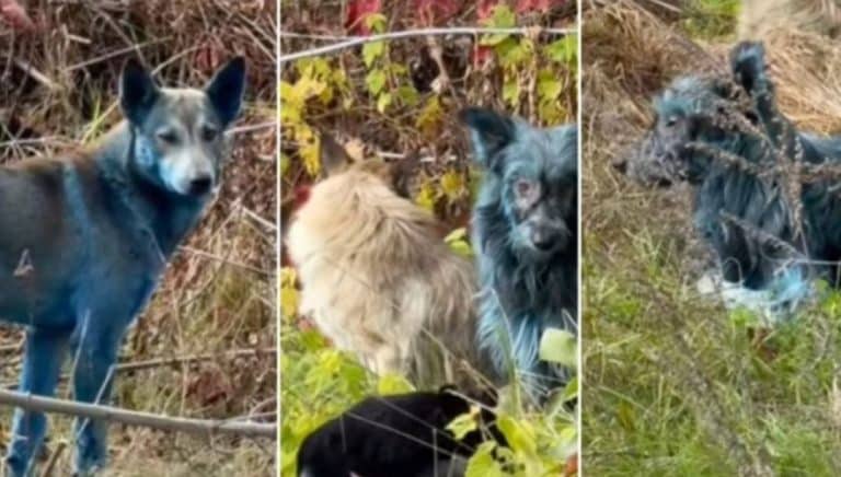 Qentë e Çernobilit bëhen blu, shkencëtarët shpjegojnë fenomenin e çuditshëm