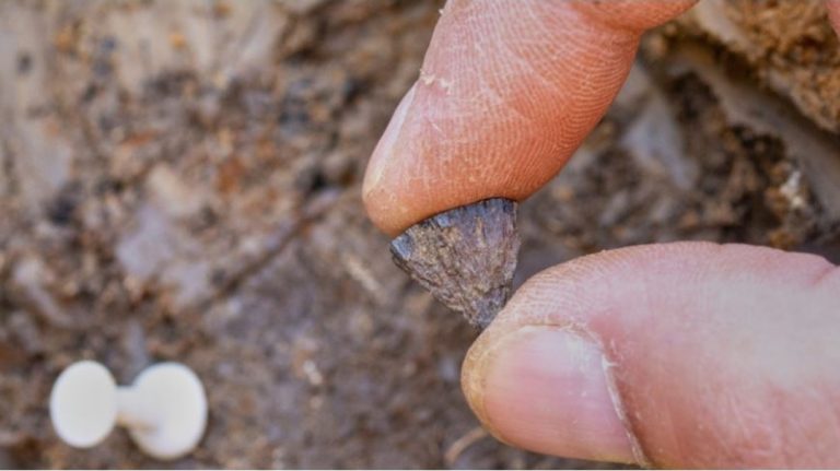 Zbulimi: Njerëzit e ndezën zjarrin 350.000 vjet më herët nga sa mendohej